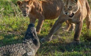 被手撕、啃食、爆头