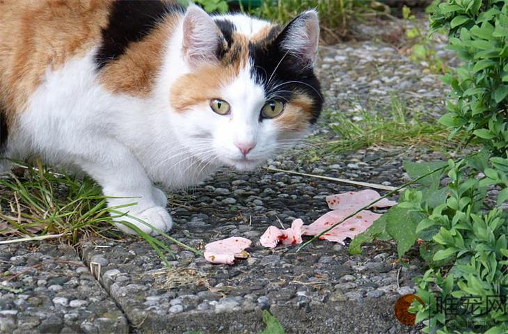 什么属性适合养猫，什么属相的适合养猫